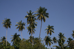 Bentola (Sri Lanka)