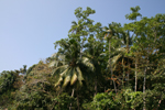 Bentola (Sri Lanka)