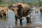  (Sri Lanka)